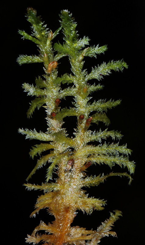 Neckera pennata